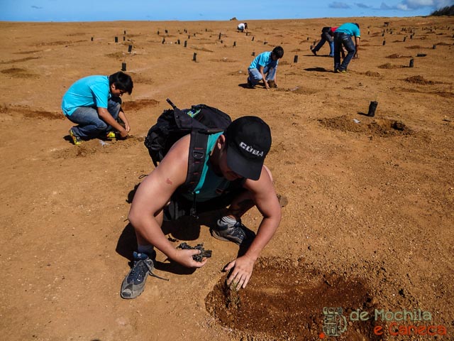 Reflorestamento no Vulcão Poike O que fazer na Ilha de Páscoa- Atrações na Ilha de Páscoa