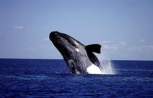 Baleia Franca. Foto: Divulgação. Baleia Franca. Foto: Divulgação.