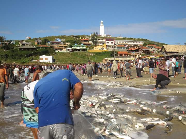 Pesca da Tainha - Farol de Santa Marta tainha-farol-1