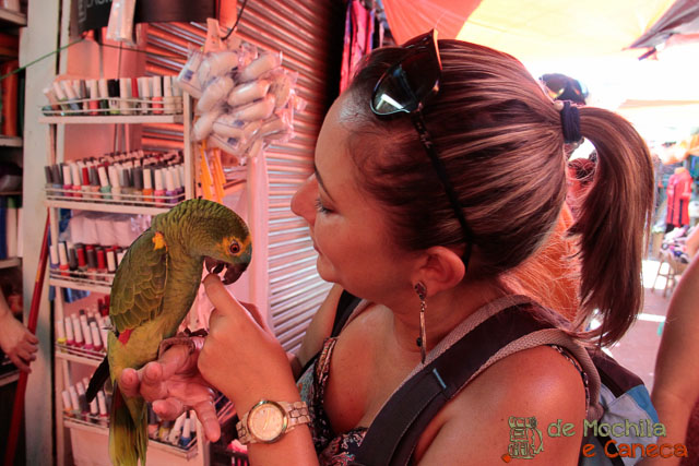 mercado-4-de-assuncao-papagaio