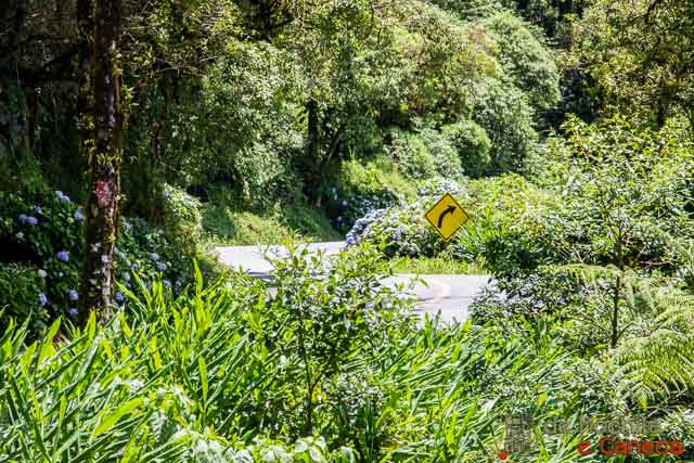 Estrada da Graciosa - Mata Atlântico Estrada da Graciosa - Mata Atlântica