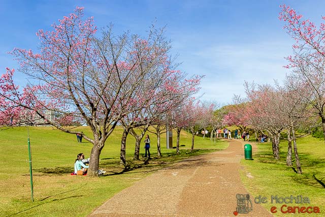 Cerejeiras começando a florir no Jardim Botânico. Jardim Botânico de Curitiba-cerejeiras