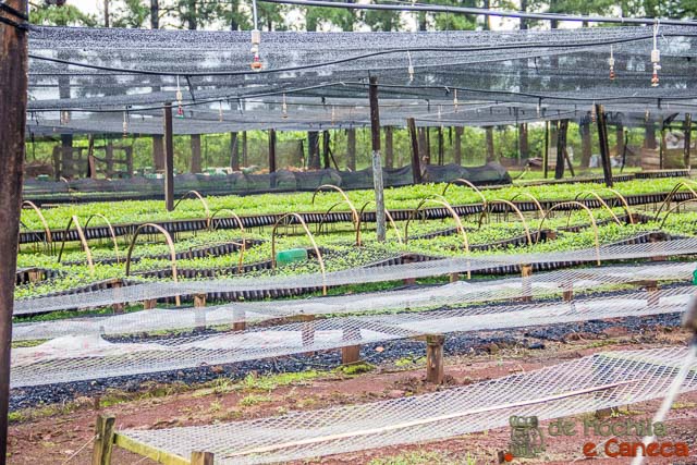 Roteiro no Paraguai-Herva mate