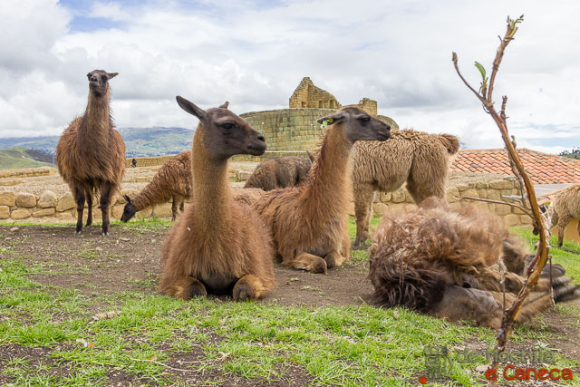 Lhamas fazendo pose pra foto. Lhamas fazendo pose pra foto.